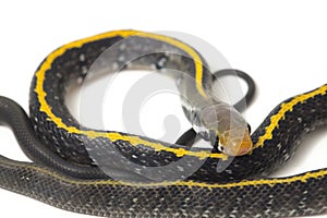 Coelognathus flavolineatus, the black copper rat snake or yellow striped snake,