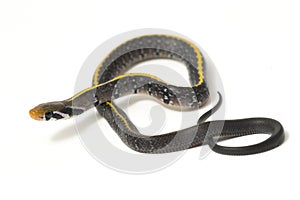 Coelognathus flavolineatus, the black copper rat snake or yellow striped snake,