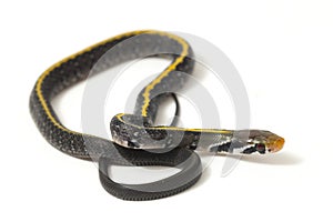 Coelognathus flavolineatus, the black copper rat snake or yellow striped snake,