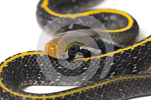 Coelognathus flavolineatus, the black copper rat snake or yellow striped snake,