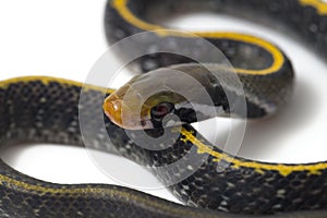 Coelognathus flavolineatus, the black copper rat snake or yellow striped snake,