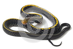 Coelognathus flavolineatus, the black copper rat snake or yellow striped snake,