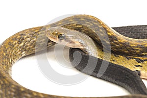 Coelognathus flavolineatus, the black copper rat snake or yellow striped snake, is a species of Colubrid snake found in Southeast