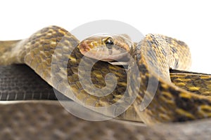 Coelognathus flavolineatus, the black copper rat snake or yellow striped snake, is a species of Colubrid snake found in Southeast