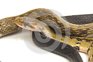 Coelognathus flavolineatus, the black copper rat snake or yellow striped snake, is a species of Colubrid snake found in Southeast