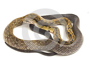 Coelognathus flavolineatus, the black copper rat snake or yellow striped snake, is a species of Colubrid snake found in Southeast