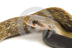 Coelognathus flavolineatus, the black copper rat snake or yellow striped snake, is a species of Colubrid snake found in Southeast