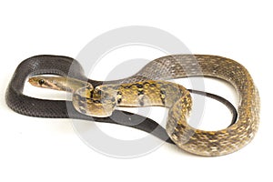 Coelognathus flavolineatus, the black copper rat snake or yellow striped snake, is a species of Colubrid snake found in Southeast