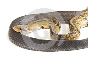 Coelognathus flavolineatus, the black copper rat snake or yellow striped snake, is a species of Colubrid snake found in Southeast