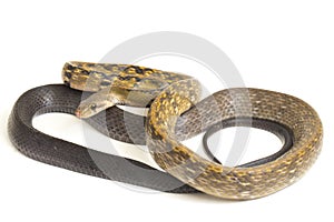 Coelognathus flavolineatus, the black copper rat snake or yellow striped snake, is a species of Colubrid snake found in Southeast