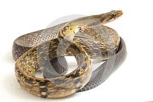 Coelognathus flavolineatus, the black copper rat snake or yellow striped snake, is a species of Colubrid snake found in Southeast