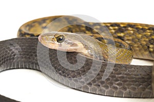 Coelognathus flavolineatus, the black copper rat snake or yellow striped snake, is a species of Colubrid snake found in Southeast