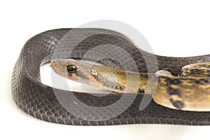 Coelognathus flavolineatus, the black copper rat snake or yellow striped snake, is a species of Colubrid snake found in Southeast