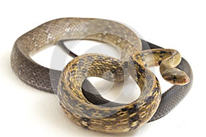 Coelognathus flavolineatus, the black copper rat snake or yellow striped snake, is a species of Colubrid snake found in Southeast