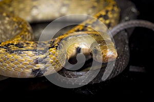 Coelognathus flavolineatus, the black copper rat snake or yellow striped snake, is a species of Colubrid snake found in Southeast