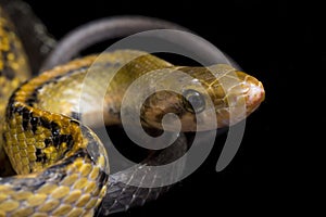 Coelognathus flavolineatus, the black copper rat snake or yellow striped snake, is a species of Colubrid snake found in Southeast