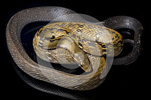 Coelognathus flavolineatus, the black copper rat snake or yellow striped snake, is a species of Colubrid snake found in Southeast