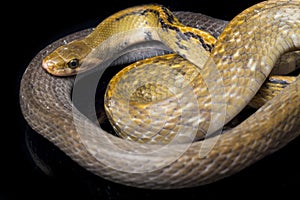 Coelognathus flavolineatus, the black copper rat snake or yellow striped snake, is a species of Colubrid snake found in Southeast