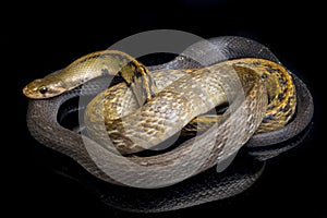 Coelognathus flavolineatus, the black copper rat snake or yellow striped snake, is a species of Colubrid snake found in Southeast