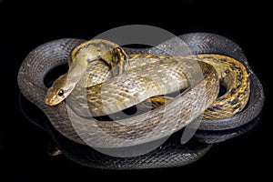 Coelognathus flavolineatus, the black copper rat snake or yellow striped snake, is a species of Colubrid snake found in Southeast