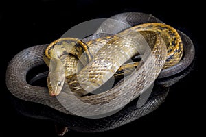 Coelognathus flavolineatus, the black copper rat snake or yellow striped snake, is a species of Colubrid snake found in Southeast