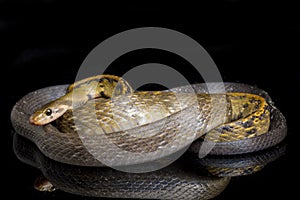 Coelognathus flavolineatus, the black copper rat snake or yellow striped snake, is a species of Colubrid snake found in Southeast