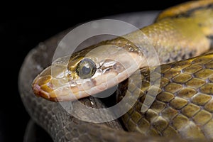 Coelognathus flavolineatus, the black copper rat snake or yellow striped snake, is a species of Colubrid snake found in Southeast