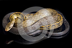 Coelognathus flavolineatus, the black copper rat snake or yellow striped snake, is a species of Colubrid snake found in Southeast