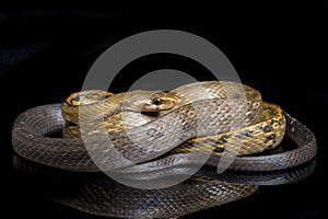 Coelognathus flavolineatus, the black copper rat snake or yellow striped snake, is a species of Colubrid snake found in Southeast