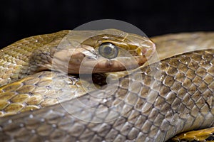 Coelognathus flavolineatus, the black copper rat snake or yellow striped snake, is a species of Colubrid snake found in Southeast