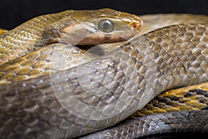 Coelognathus flavolineatus, the black copper rat snake or yellow striped snake, is a species of Colubrid snake found in Southeast