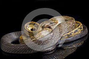 Coelognathus flavolineatus, the black copper rat snake or yellow striped snake, is a species of Colubrid snake found in Southeast