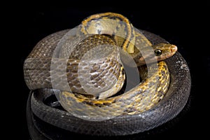 Coelognathus flavolineatus, the black copper rat snake or yellow striped snake, is a species of Colubrid snake found in Southeast