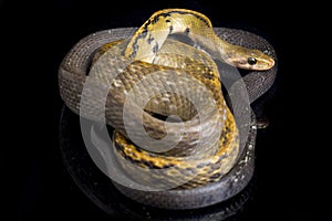 Coelognathus flavolineatus, the black copper rat snake or yellow striped snake, is a species of Colubrid snake found in Southeast