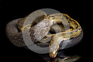 Coelognathus flavolineatus, the black copper rat snake or yellow striped snake, is a species of Colubrid snake found in Southeast