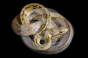 Coelognathus flavolineatus, the black copper rat snake or yellow striped snake, is a species of Colubrid snake found in Southeast