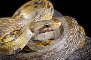 Coelognathus flavolineatus, the black copper rat snake or yellow striped snake, is a species of Colubrid snake found in Southeast