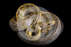 Coelognathus flavolineatus, the black copper rat snake or yellow striped snake, is a species of Colubrid snake found in Southeast