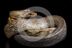 Coelognathus flavolineatus, the black copper rat snake or yellow striped snake, is a species of Colubrid snake found in Southeast