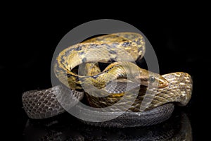 Coelognathus flavolineatus, the black copper rat snake or yellow striped snake, is a species of Colubrid snake found in Southeast