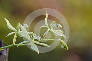 Coelogyne brachyptera Wild Orchid.