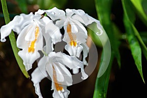 Coelogyne cristata Crested Coelogyne white orchid flowers, Eastern Himalayan orchid