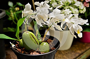 Vaso com flores brancas da OrquÃÂ­dea Coelogyne cristata