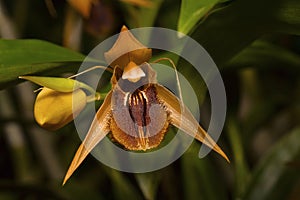 Coelogyne fimbriata, Orchid. Durgapur village