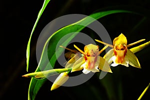 Coelogyne fuscescens, Ueang thian nu