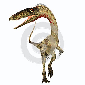 Coelophysis Dinosaur Front photo