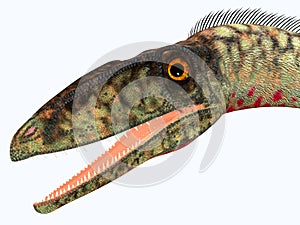 Coelophysis Dinosaur Head photo