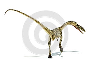 Coelophysis dinosaur photorealistic representation. On white background. Dynamic view. photo