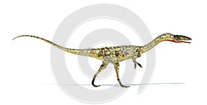 Coelophysis dinosaur photorealistic representation. On white background. Side view. photo