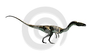 Coelophysis With No Background photo